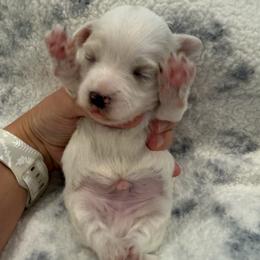 Beethoven - White male Maltipoo puppy in Dade City, Florida from Watkins Maltipoo's