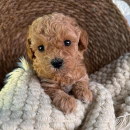 Crispy - Apricot female Poodle puppy in Concord, California from Golden State Good Dogs
