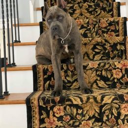 Cane Corso Puppies from Relic Cane Corso