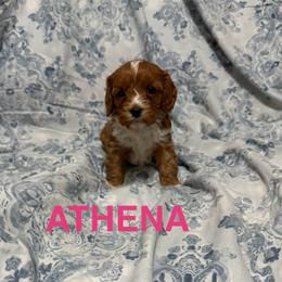 Cavapoo puppies from Patrick's Puppies