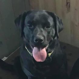 Baylee - Labrador Retriever