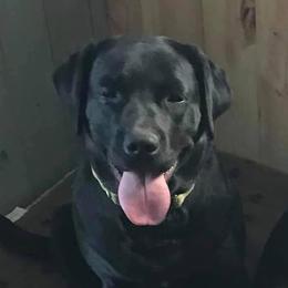 Baylee - Labrador Retriever