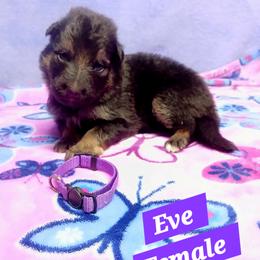 Eve Purple Collar - Black and red female German Shepherd puppy in Bedias, Texas from TiPi S Ranch's German Shepherds