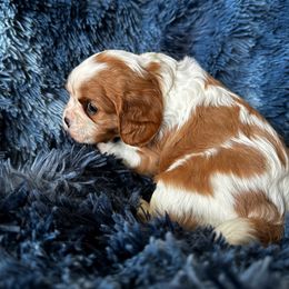 Cavalier King Charles Spaniel Puppies from Crosby's Cavaliers