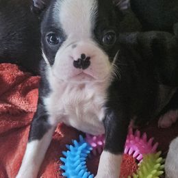 Boston Terrier Puppies from Christy's Boston Butts