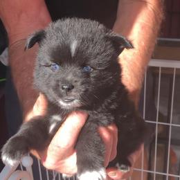 Joni - Black and white female Pomsky puppy in Spring Hill, Florida from PDQ Pomskies