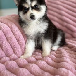 Ellie - Black female Pomsky puppy in Aberdeen, Idaho from Willow Creek Cresteds