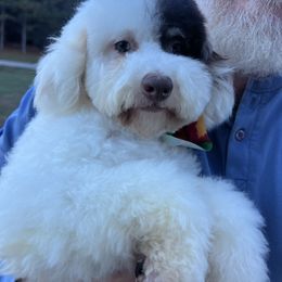 Midge - Chocolate merle female Bernedoodle puppy in Boonville, North Carolina from Doods & Dolls