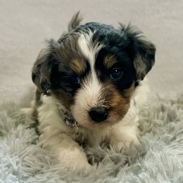 Rolo - Merle male Bernedoodle puppy in Lancaster, Missouri from Cavapoo Acres