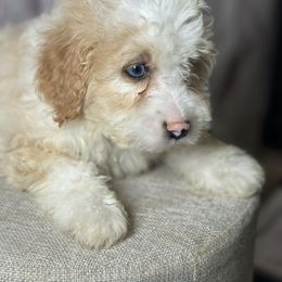 Blue Eyed Girl - Red female Bernedoodle puppy in Belgreen, Alabama from Scott’s Farm Poodles and Doodles