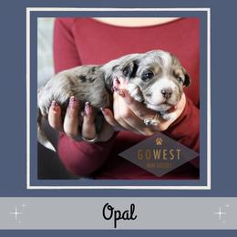 Opal - Blue merle female Aussiedoodle puppy in Salem, Utah from Go West Mini Aussies