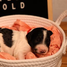 Red collar - Parti female Goldendoodle puppy in Palmetto Bay, Florida from SOMIDOODLES
