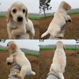 Lemon Roan Boy - Lemon roan male English Cocker Spaniel puppy in Millen, Georgia from Pine Hill Kennels