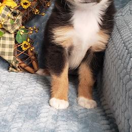 Toy Australian Shepherd Puppies from Reflections of Star Crest Kennel