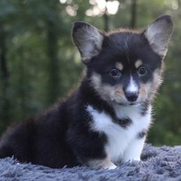Lightning - Black and tan male Pembroke Welsh Corgi puppy in Fayetteville, Arkansas from Intergalactic Corgis