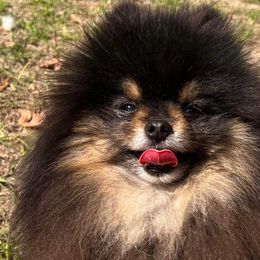 Pomeranians from Bowles Beauties