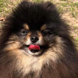 Pomeranians from Bowles Beauties