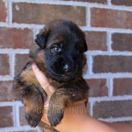 Yellow Collar - Black and red female German Shepherd puppy in Mount Vernon, Missouri from German Haus German Shepherds LLC
