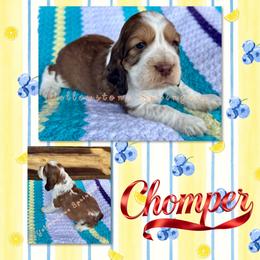 Chomper - Liver white and tan male English Springer Spaniel puppy in Livingston, Montana from Yellowstone Springers