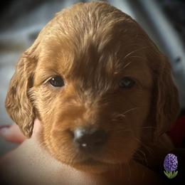 Purple flower - Dark golden female Golden Retriever puppy in Fisher, Illinois from Fidei Family Farms