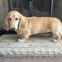 Parker - Dachshund