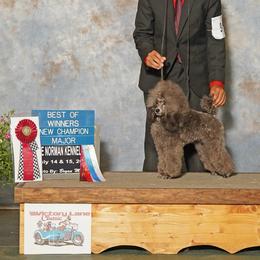 CH Karma - Poodle