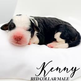 Kenny - Tri-color male Bernedoodle puppy in Tipton, Indiana from Country Creek Doodles