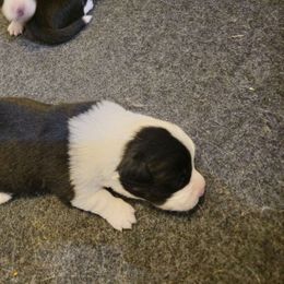 Brindle boy - White and black Pembroke Welsh Corgi puppy in Austin, Minnesota from Klein Corgi Ranch