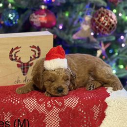 Bubbles - Yellow - Apricot male Australian Labradoodle puppy in Citrus Heights, California from Elite Blend Labradoodles