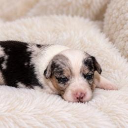 Cheyenne - Blue merle and white female Cardigan Welsh Corgi puppy in Kerens, West Virginia from Leather & Lace
