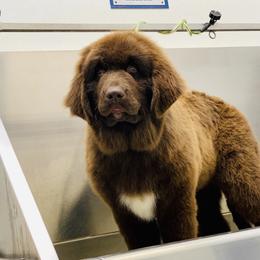 Newfoundland Puppies from Dyer Lake Newfoundland’s