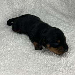 Shooter - Black and tan male Dachshund puppy in Mocksville, North Carolina from The Dachs of Hazzard Dachshunds