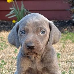 Weimaraner Puppies from Weimaraners of South Carolina