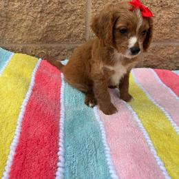 Helen - Red female Cavapoo puppy in Mint Hill, North Carolina from DoodleForever