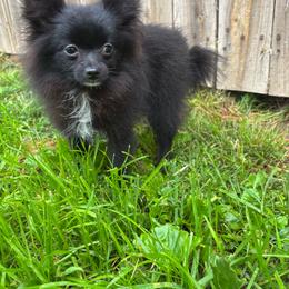 Cleo - Black female Pomeranian puppy in Rogers, Arkansas from Premium Pom’s
