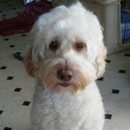 Stella - Australian Labradoodle