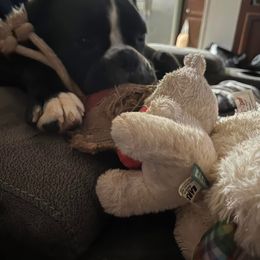Anya  aka Bon-Bon - Brindle female Boxer puppy in Mooresboro, North Carolina from Echo Hollow Boxers