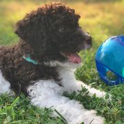 Spanish Water Dog Puppies from Highview Spanish Water Dogs, LLC