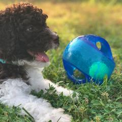 Spanish Water Dog Puppies from Highview Spanish Water Dogs, LLC