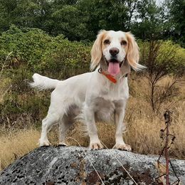 Flynn - English Cocker Spaniel