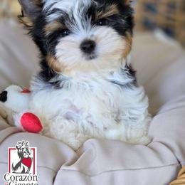 Biewer Terrier and Yorkshire Terrier Puppies from Corazon de gigante