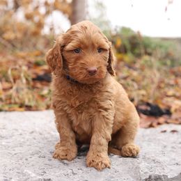 Blue - Caramel red male Australian Labradoodle puppy in Williamstown, New York from Lewis Manor Labradoodles