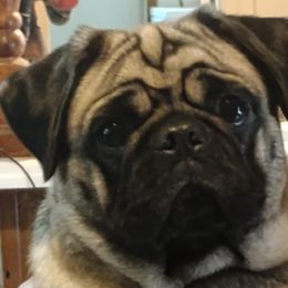 Ninette - Pug