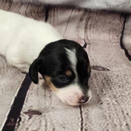 Shelby - Piebald female Dachshund puppy in Anaconda, Montana from Williams Family Dachshunds