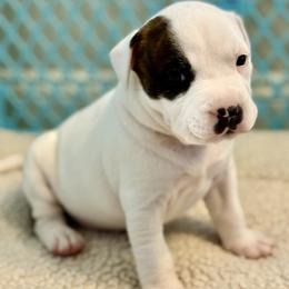 Watson - White male American Staffordshire Terrier puppy in Clearwater, Florida from Whit's End Kennel