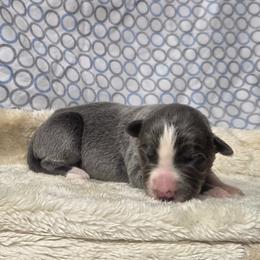 Sylvie - Slate female Border Collie puppy in Gary, Indiana from Lake Ridge Border Collies