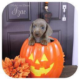 IZAC - AKC Registered - Fawn (isabella) and tan male Dachshund puppy in Graceville, Florida from Misty's 101 Doxies