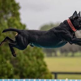 Belgian Malinois, Dutch Shepherds, Jagdterriers, and xDutch Shepherds from Iron Sight K9s