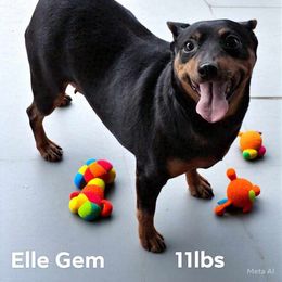 Ellie Gem - Black and rust female Miniature Pinscher puppy in Hillsboro, Wisconsin from Meek's Min Pins