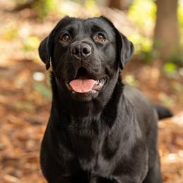 Labrador Retriever puppies from Patton Premier Labs